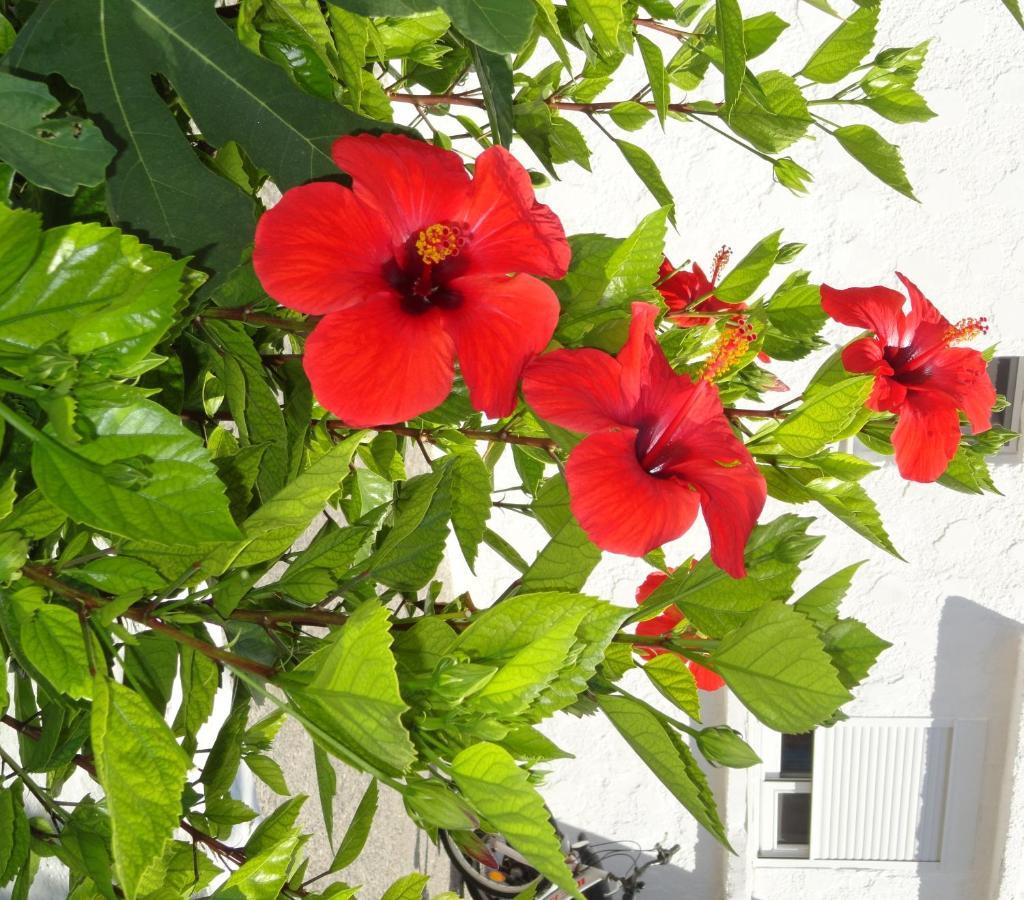 Elia Mare Apartment マスティハリ エクステリア 写真
